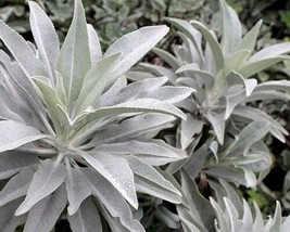 White Sage 20 - 1500 Seeds ORGANIC Herbs Salvia Apiana Medicinal Rare Perennial - $1.90+