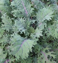 BPA Red Russian Kale Seeds 500 Healthy Vegetable Greens Survival From US - £7.18 GBP