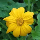 25 Seeds Sunflower- Mexican Yellow- Tithonia Speciosa - $8.50