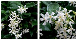Rooted Starter Plant Confederate Star Jasmine Extremely Fragrant Vine - £29.56 GBP