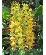 Regal Kahili Yellow Ginger Hedychium gardnerianum Roots and Plants - £18.77 GBP