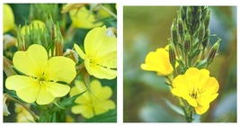 4000+ Evening Primrose Seeds Common Biennial Yellow Flower Garden Free Shipping - £13.36 GBP