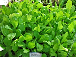 Mustard Spinach Tendergreen Salad Greens 940 Seeds  - £6.36 GBP