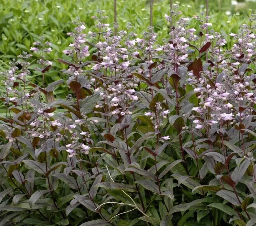 20 Seeds Penstemon Bearded Tongue Dark Leaf Mix Perennial - $9.63