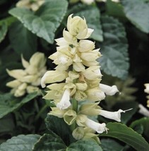 40+ White Salvia Sage Flower Seeds Drought Tolerant Deer Resistant Perennial - £7.67 GBP