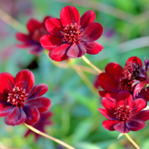 Chocolate Cosmos Plant - 100 Seeds - $7.84