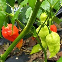 Bhut Jolokia Ghost Hot Peppers Improved Green Seeds Fresh Seeds USA - $12.80