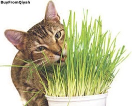 Todd&#39;s Seeds, Wheatgrass Seeds, One Pound, Cat Grass Seeds, Hard Red Whe... - $19.49