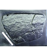 Giant 23&quot;x33&quot;x2&quot; Fieldstone Stepping Stone Mold Make Concrete Wall Rock ... - $2,249.30 MXN