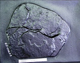 Giant Kidney Fieldstone SteppingStone Mold 24"x32"x2" for Concrete Rock #GS24322 image 4