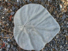 18" Tropical Garden Leaf Stepping Stone Mold - Make for about $1.00 each  image 3