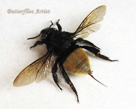 RARE Gold Stinger Real Bumble Bee Museum Quality Entomology Collectible ... - £59.29 GBP