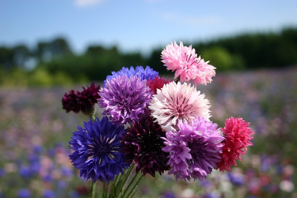 Bachelor Button Dwarf Polka Dot Mix Seeds, Dwarf Centaurea, FREE SHIPPING - $1.67+