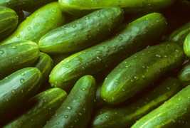 Garden Sweet Cucumber Seeds BURPLESS Organic  - £5.25 GBP