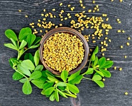 Fenugreek HEIRLOOM 100+ seeds Premium strain 100% Organic Grown in USA - $3.99