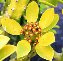 Euphorbia neriifolia, rare cactus exotic succulent cacti flowering seed 5 SEEDS - £7.18 GBP
