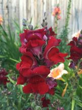 500 seeds Snapdragon Dark Red Annual From US - £7.86 GBP