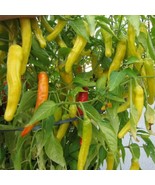 25 SWEET HUNGARIAN PEPPER VEGETABLE SEEDS FOR GARDEN - $133.04 MXN