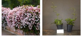 Pink Jasmine Jasminum Polyanthum Rooted Starter Plant Extremely Fragrant - £33.55 GBP