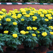 50 pcs/lot Bright Yellow Potted Marigold Seeds FROM GARDEN - £3.98 GBP