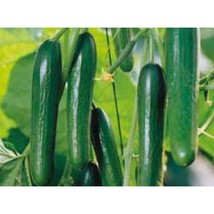 USA SELLER Samir Beit Alpha Cucumber Seeds Fast Shipping - $9.80