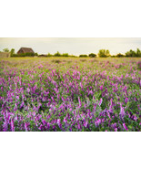 Hairy Vetch Seeds Bulk Nitrogen Fixer Cover Crop Companion Plant To Toma... - £11.00 GBP