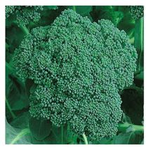250 Seeds Organic Calabrese Green Sprouting Broccoli NON-GMO Fresh Garden Seeds - £11.22 GBP