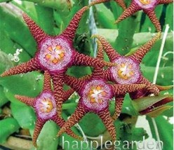 100 pcs Stapelia Pulchella Perennial Flower Seeds - Colorful FRESH SEEDS - £8.21 GBP