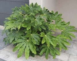 Fatsia Japonica, Japanese Fatsia - 20 Seeds Fresh Gardening USA SELLER - £15.42 GBP