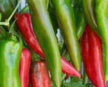 Anaheim Chili Pepper Seeds 50 Garden Vegetable Hot Spicy Salsa Fast Ship... - £7.20 GBP
