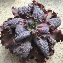 RARE Echeveria Thanos succulent exotic hen and chicks plant seed 50 SEEDS - $14.84