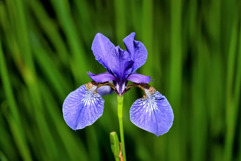 25 Seeds BLUE FLAG IRIS Versicolor Fragrant Native Purple Yellow White Flower  - £10.33 GBP