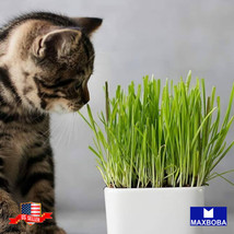 120 Wheatgrass Organic Cat Grass Seeds Gardening Fresh USA SELLER - £11.81 GBP