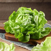 US Seller 1000 Summer Bibb Lettuce Seeds Fast Shipping - $9.69