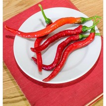 USA Seller Witch Stick Pepper Seeds Fast Shipping - £10.12 GBP