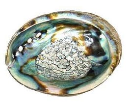 3&quot; - 4&quot; Abalone Shell incense burner - $851.64 MXN