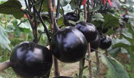 30 Purple Eggplant Seeds Aw96301 Fresh USA Shipping - £14.20 GBP