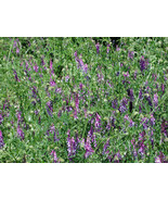 VCS Hairy Vetch Seeds Nitrogen Fixer Cover Crop Companion Plant To Tomat... - $20.30 CAD