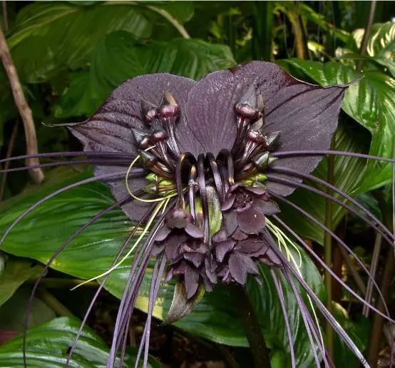 Tacca Chantrieri Black Bat Flower Black Orchid 100 Seeds Very Fresh Seed - £25.58 GBP