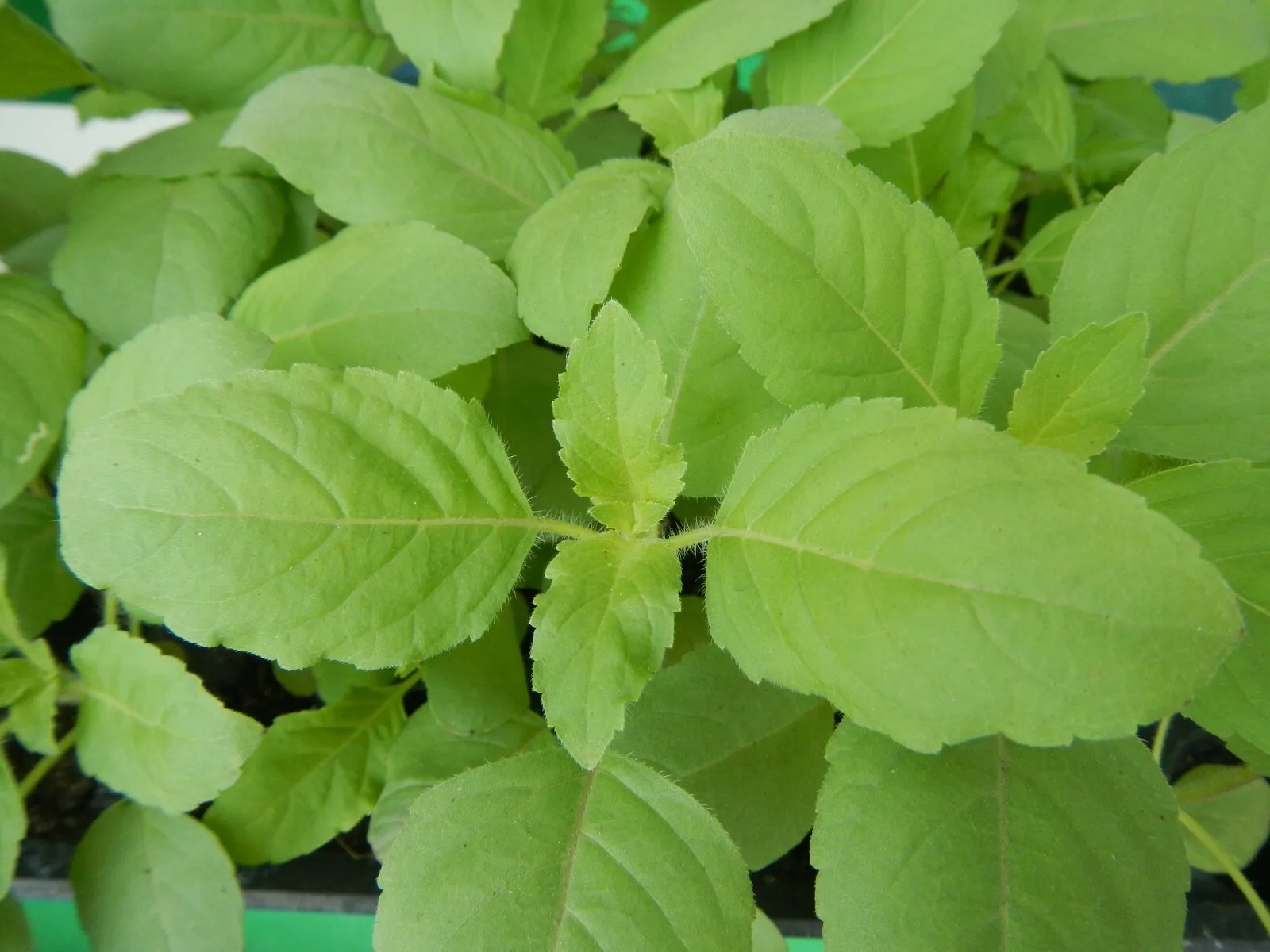 Rama Tulsi 50 Seeds Green Indian Holy Basil Ocimum Sanctum/Tenuiflorum - £4.40 GBP