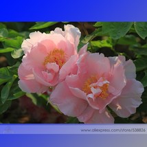 Fresh New Lan Yutian Pink Peony Flower Seeds Pack 5 Seeds / Pack Light F... - £7.29 GBP