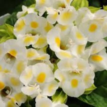 Fast Ship USA Seller 1R7D5 Torenia Seeds Kauai Lemon Drop 50 Seeds - $18.84