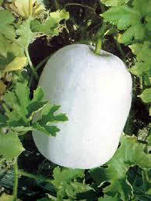 10 Winter White Watermelon Seeds-1163