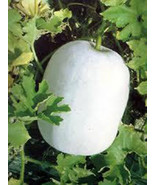 10 Winter White Watermelon Seeds-1163 - £2.34 GBP