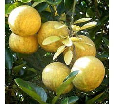 Aegle Marmelos Bengal Quince Tree Seeds Fresh USA Fast Shipping - £11.96 GBP