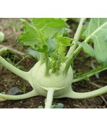 Kohlrabi seeds , Kohirabi seeds 100 seeds, code 146 - $91.84 MXN Kohlrabi seeds , Kohirabi seeds 100 seeds, code 146 - $91.84 MXN