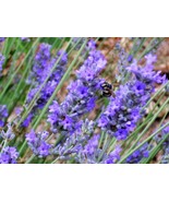 VCS 150 Portuguese Spike Lavender Lavandula Latifolia Blue Purple Flower... - $20.65 CAD