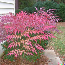 20 Heavenly Bamboo Nandina Domestica Seeds Ornamental Shrub USA SELLER - £4.73 GBP