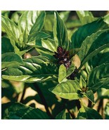 PS Cinnamon Basil 100 Seeds Heirloom~Non-Gmo Organic Fast Grow - $223.51 MXN