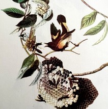 Redstart Wasp Hive 1950 Lithograph Art Print Audubon Bird First Edition DWU14E - $29.99